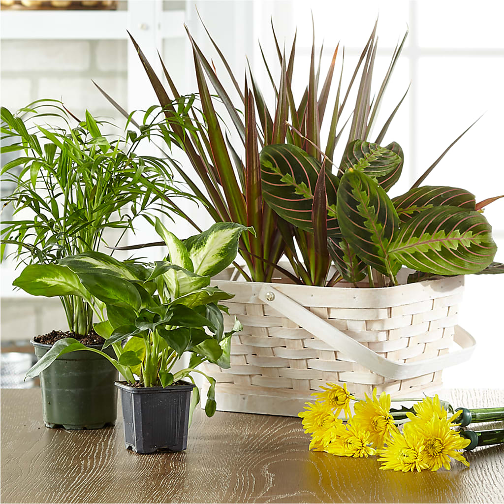 Florist Designed Blooming and Green Plants in a Basket – Tri-city Florist, Vista CA