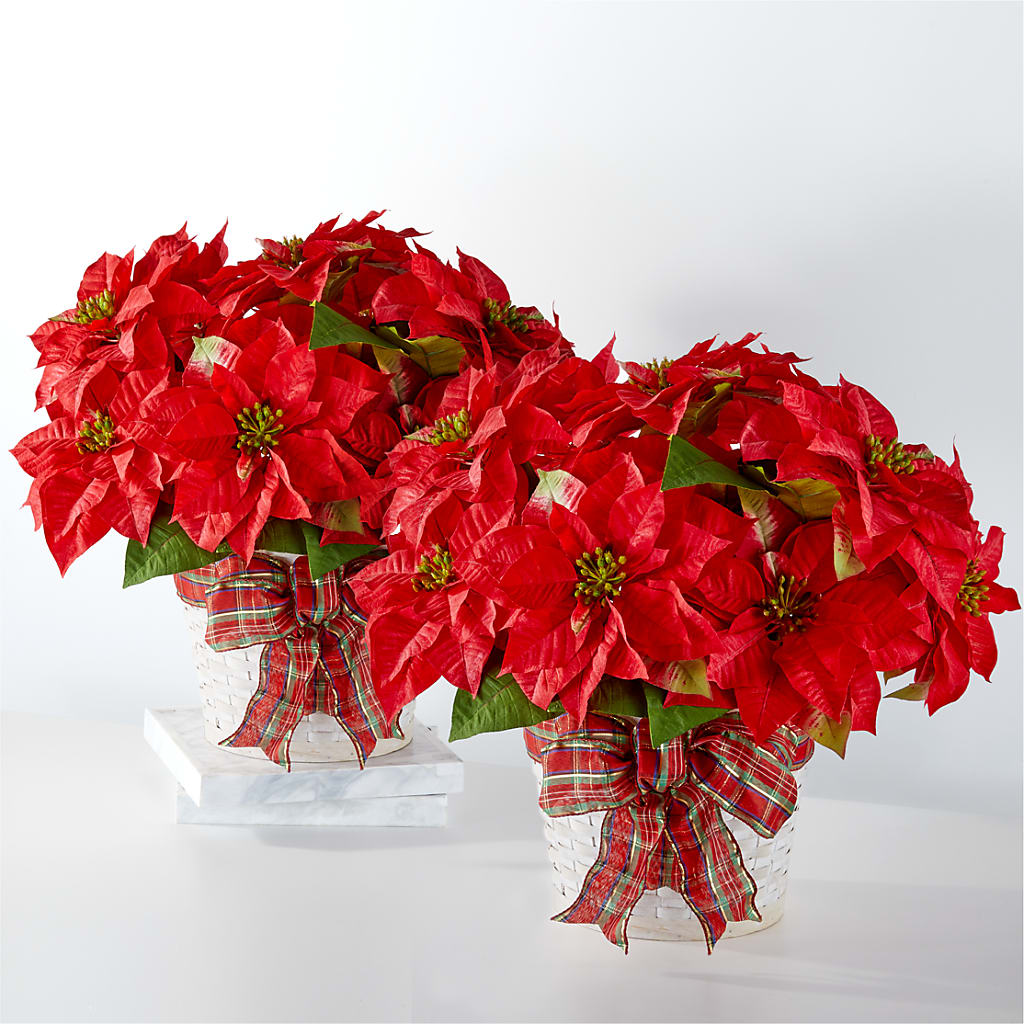 Happiest Holidays Poinsettia Bundle – Tri-city Florist, Vista CA