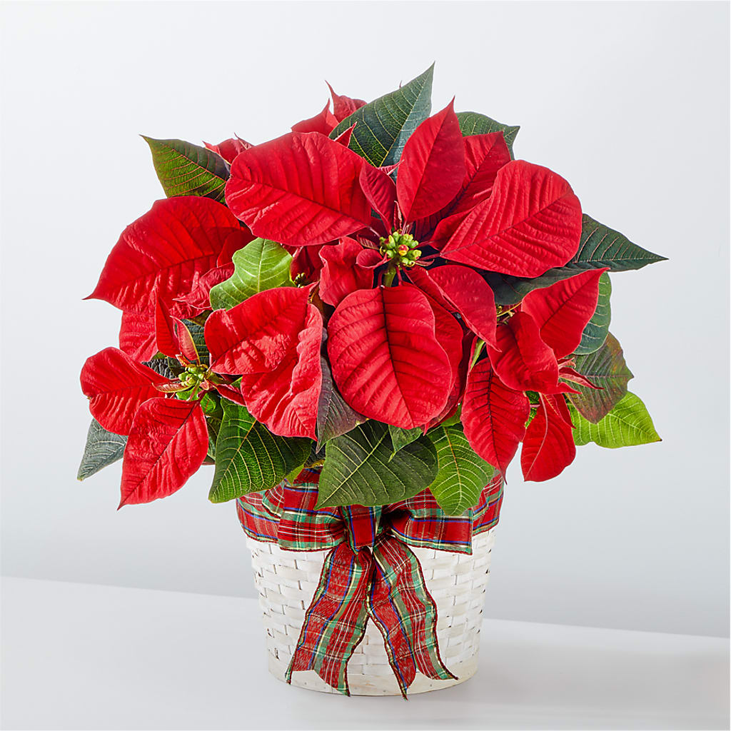 Happiest Holidays Poinsettia – Tri-city Florist, Vista CA
