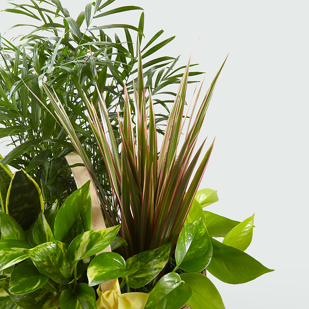 French Garden – Tri-city Florist, Vista CA