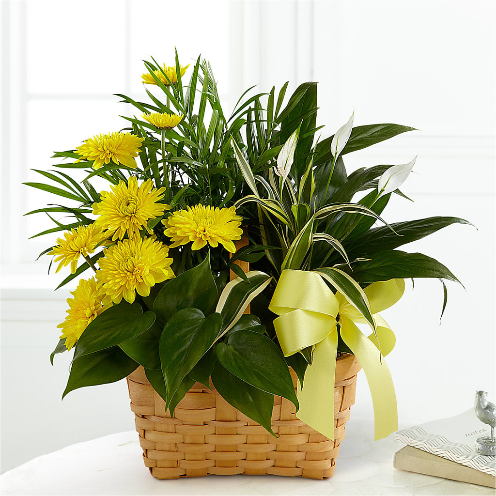 Loving Light Dishgarden – Tri-city Florist, Vista CA