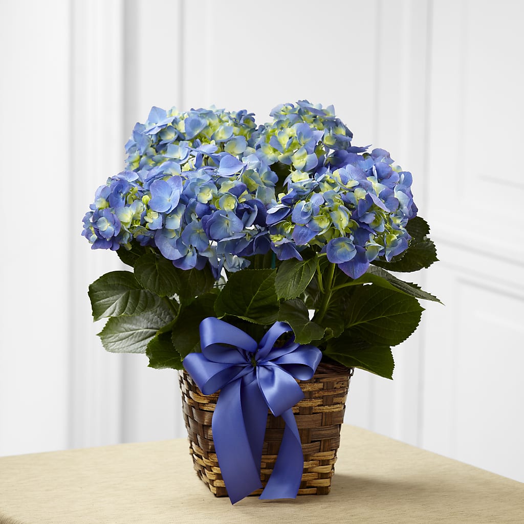 Blue Hydrangea Planter – Tri-city Florist, Vista CA