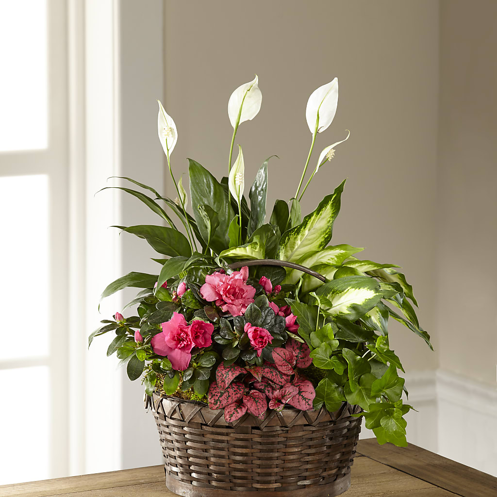 Dream in Pink Dishgarden – Tri-city Florist, Vista CA
