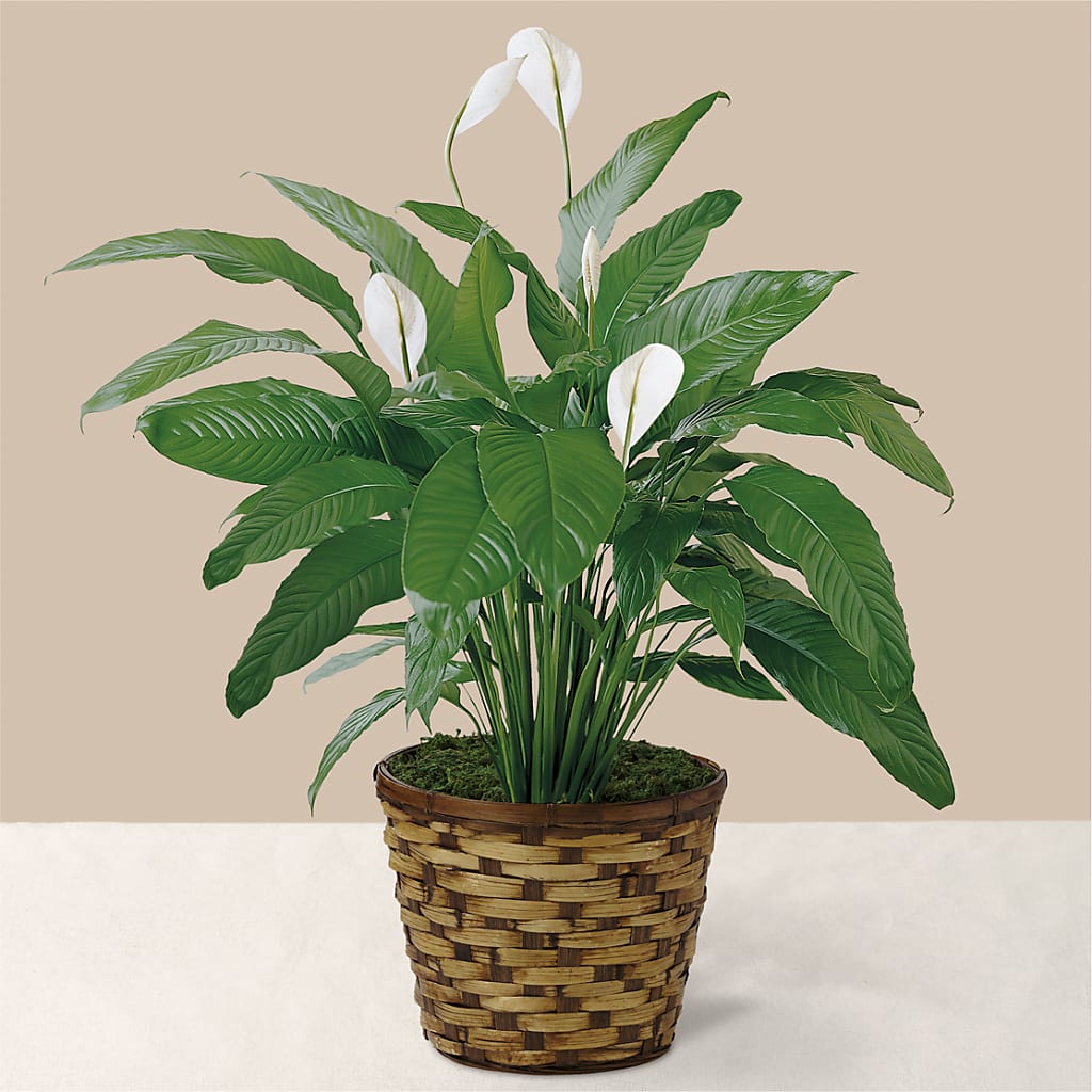 Tranquil Moments Peace Lily Plant – Tri-city Florist, Vista CA