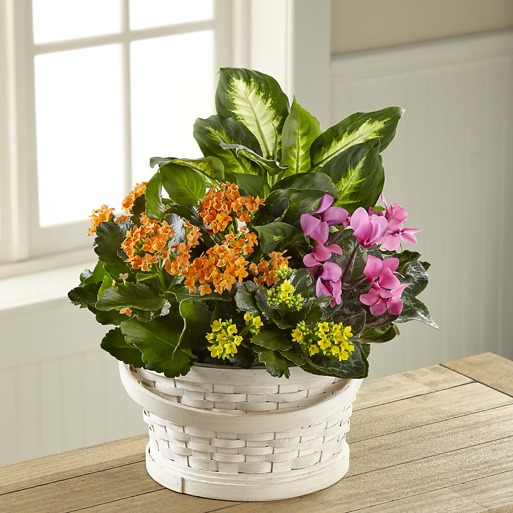 Color Crush Dishgarden – Tri-city Florist, Vista CA