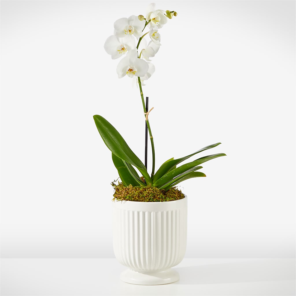 Whispering White Orchid – Tri-city Florist, Vista CA