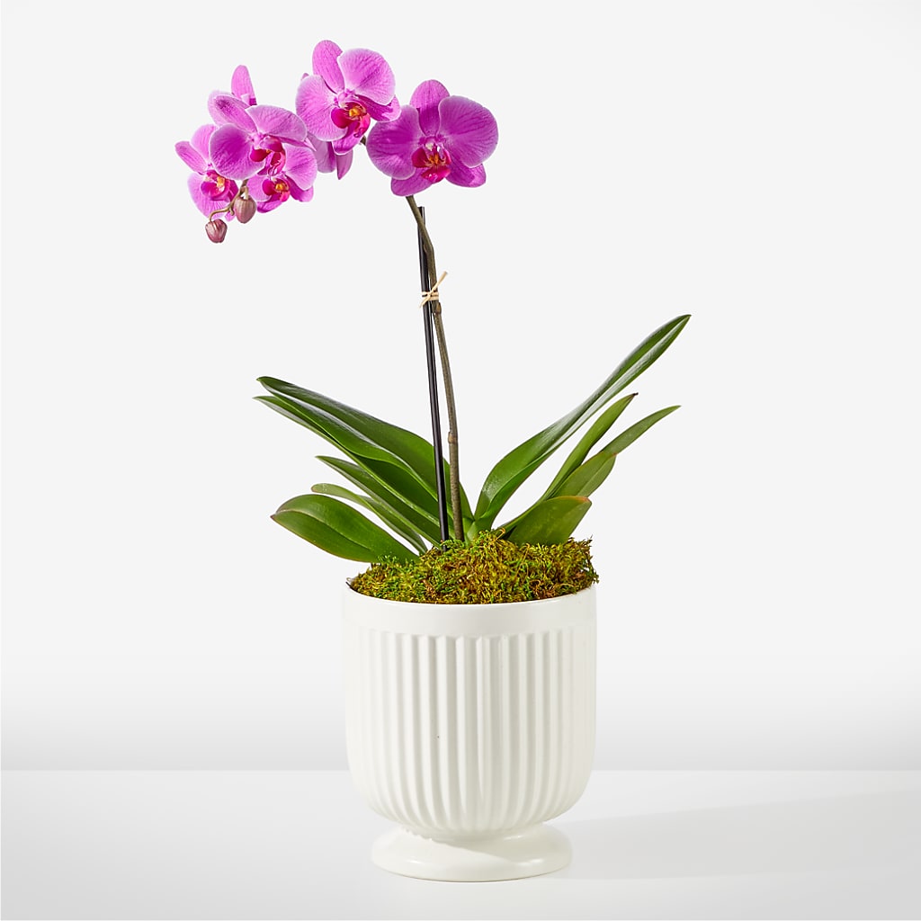 Friendly Fuchsia Orchid – Tri-city Florist, Vista CA