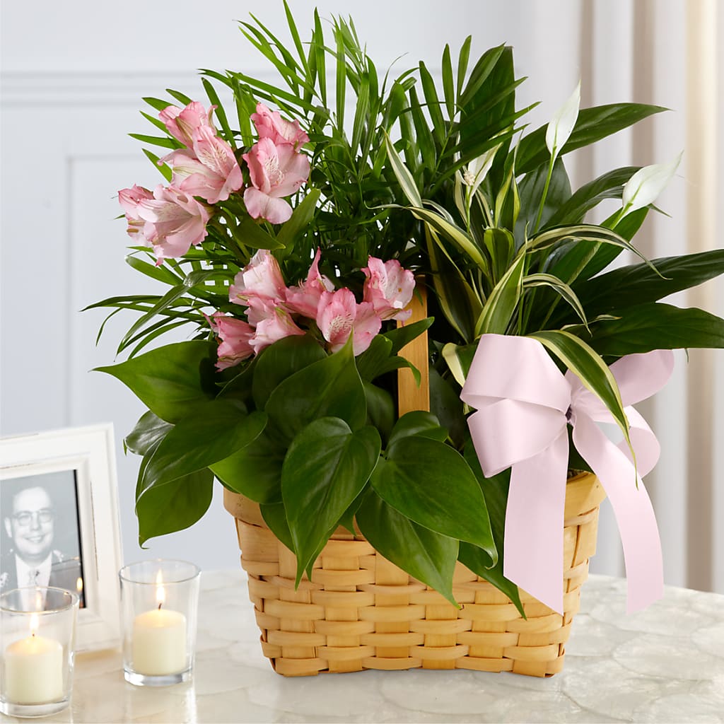Living Spirit Dishgarden – Tri-city Florist, Vista CA