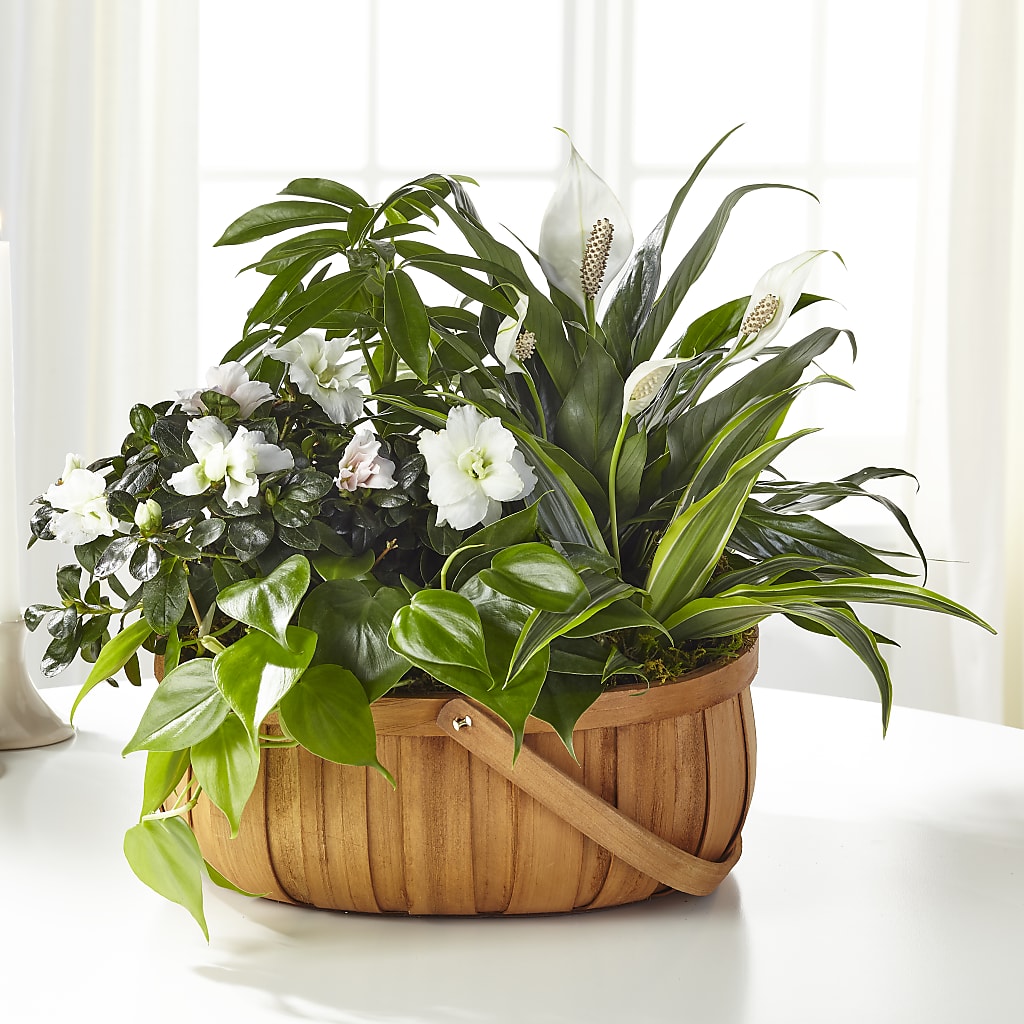 Serene Dishgarden – Tri-city Florist, Vista CA