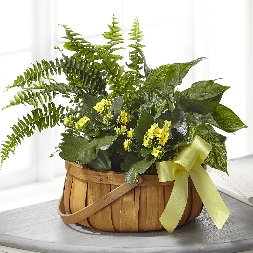 Always Dear Dishgarden – Tri-city Florist, Vista CA