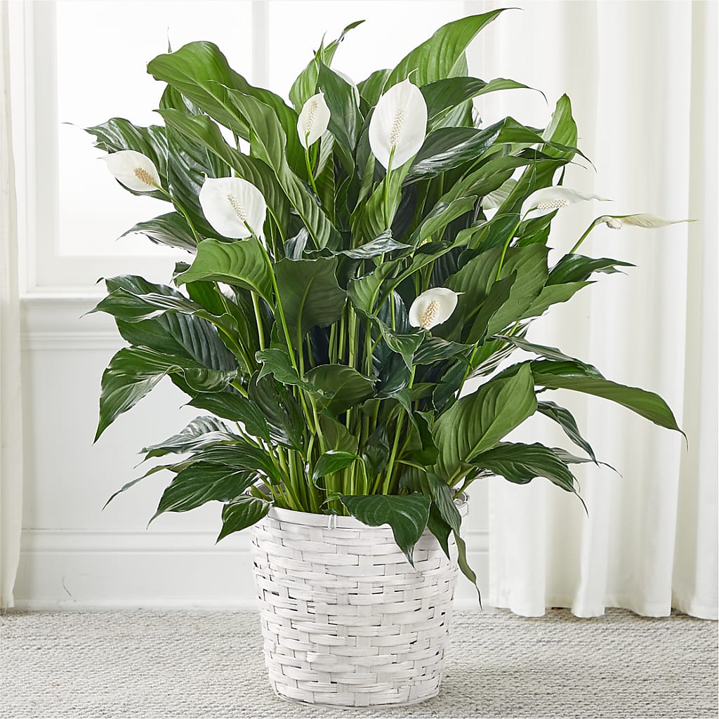 A New Leaf Peace Lily – Tri-city Florist, Vista CA