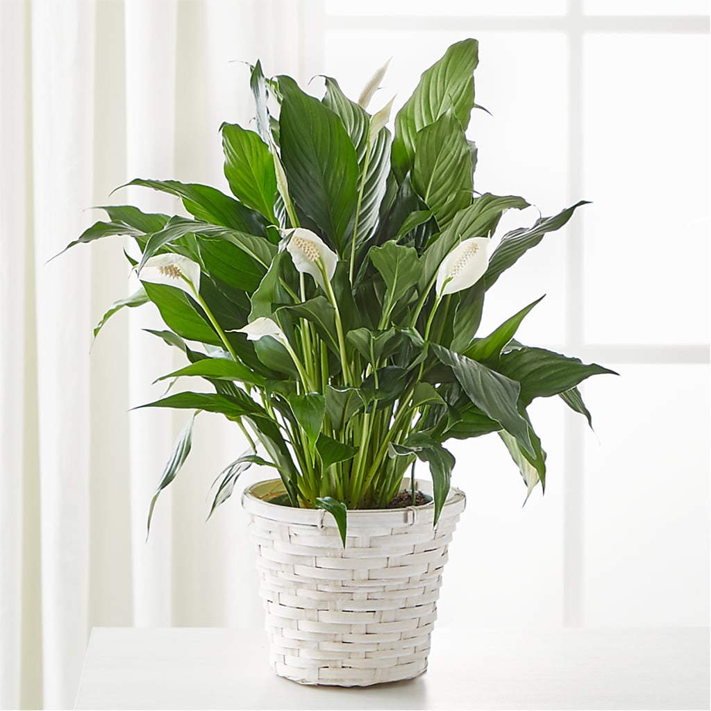 A New Leaf Peace Lily – Tri-city Florist, Vista CA