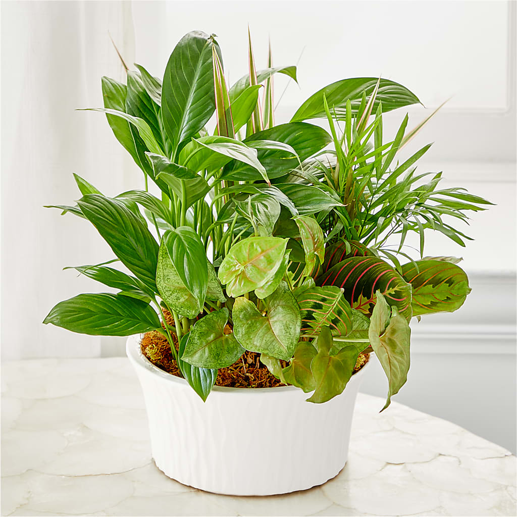 Balance & Harmony Dishgarden – Tri-city Florist, Vista CA