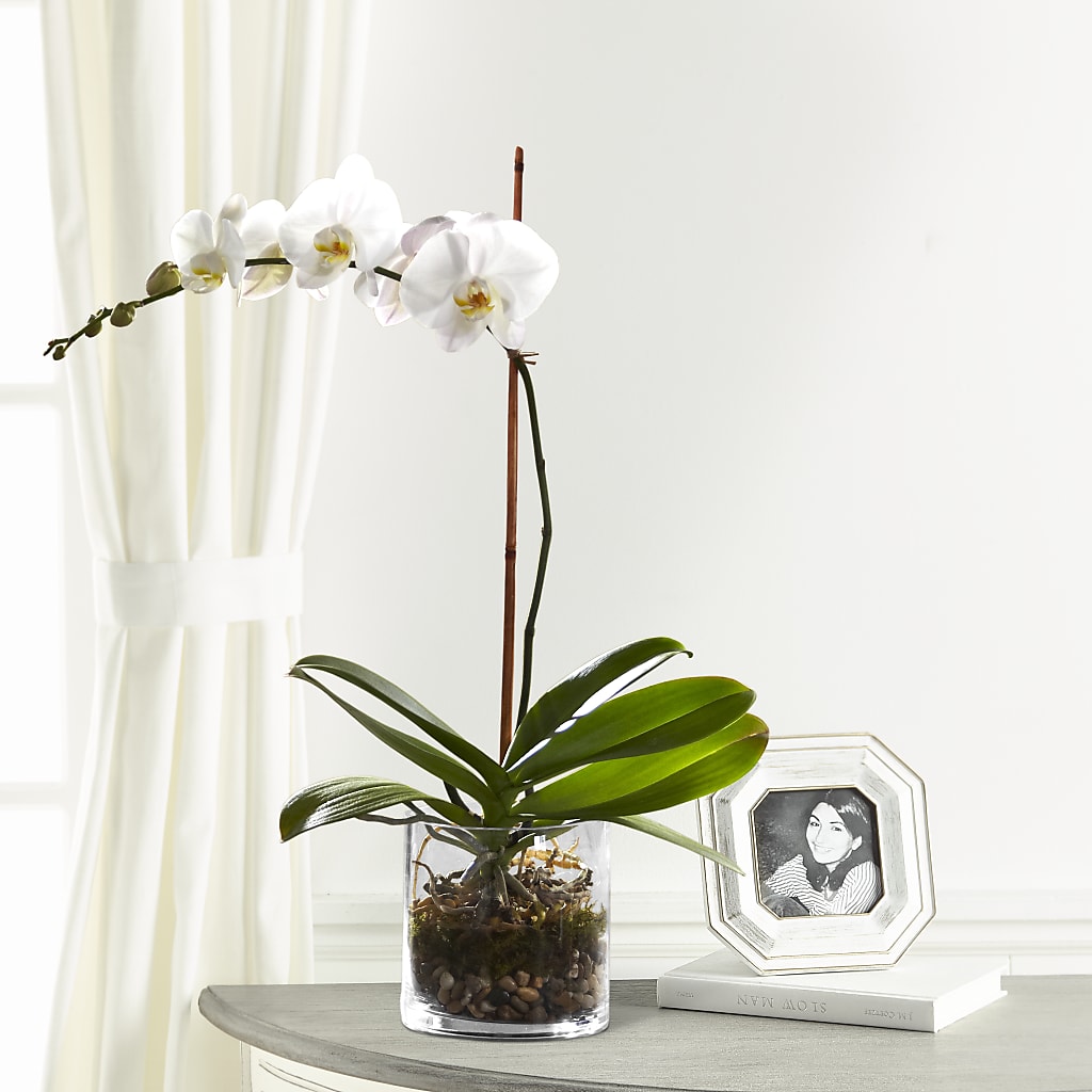 White Orchid Planter – Tri-city Florist, Vista CA