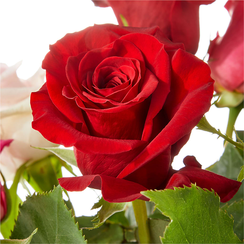 Love Notes Rose Bouquet – Tri-city Florist, Vista CA