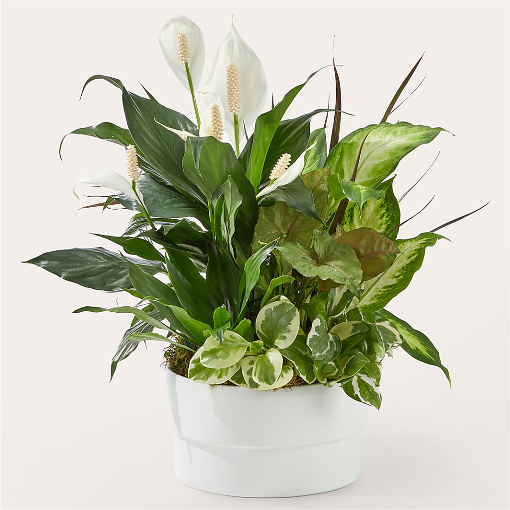 Radiating Positivity Dishgarden – Tri-city Florist, Vista CA