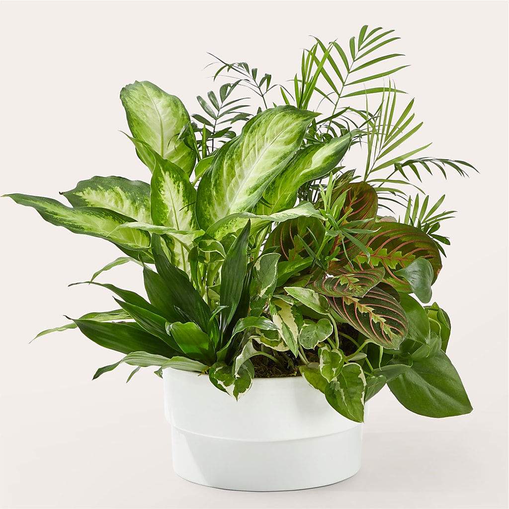 Radiating Positivity Dishgarden – Tri-city Florist, Vista CA