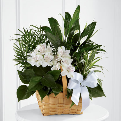 Peace & Serenity Dishgarden –  Tri-city Florist, Vista CA