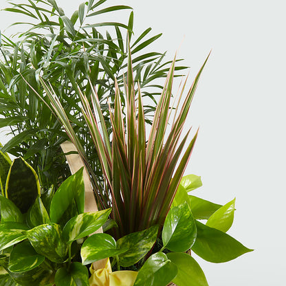 French Garden –  Tri-city Florist, Vista CA