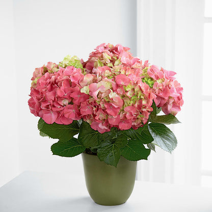 Pink Hydrangea Planter –  Tri-city Florist, Vista CA