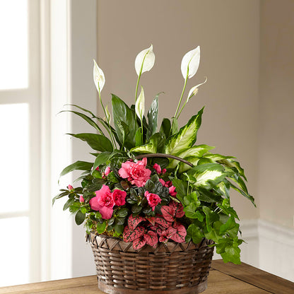 Dream in Pink Dishgarden –  Tri-city Florist, Vista CA