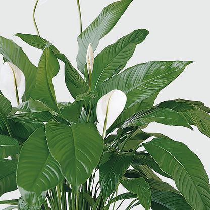 Tranquil Moments Peace Lily Plant –  Tri-city Florist, Vista CA
