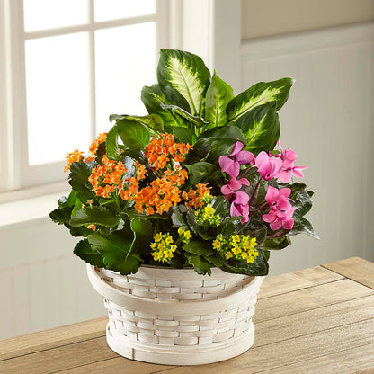 Color Crush Dishgarden –  Tri-city Florist, Vista CA