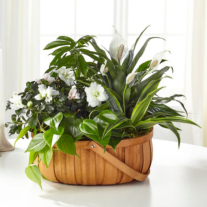 Serene Dishgarden –  Tri-city Florist, Vista CA