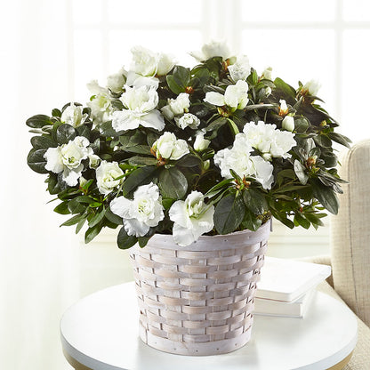 White Azalea Plant –  Tri-city Florist, Vista CA