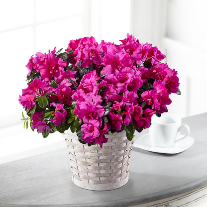 Hope & Serenity Azalea Plant –  Tri-city Florist, Vista CA