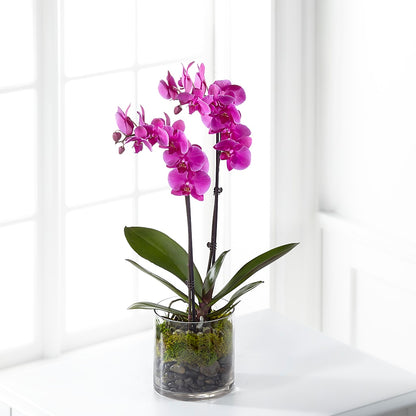 Pink Orchid Plant –  Tri-city Florist, Vista CA