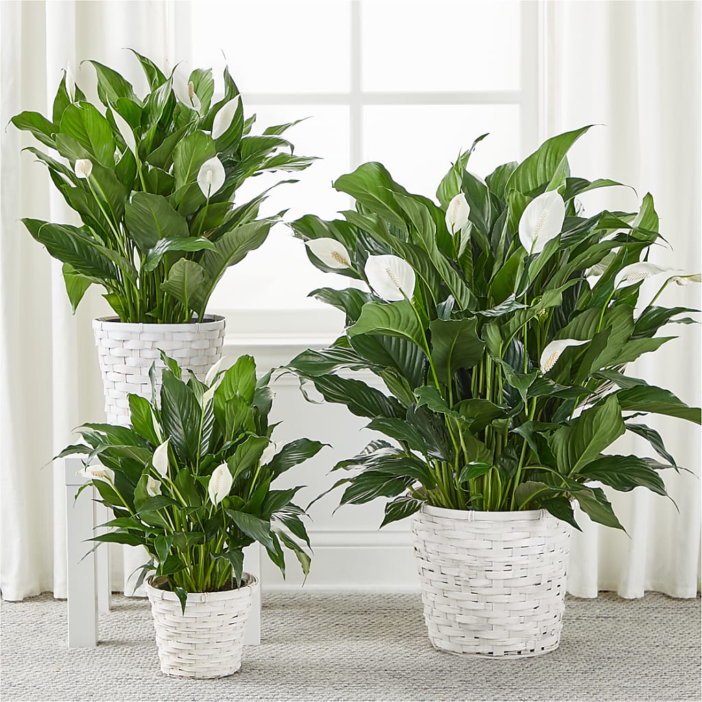 A New Leaf Peace Lily –  Tri-city Florist, Vista CA