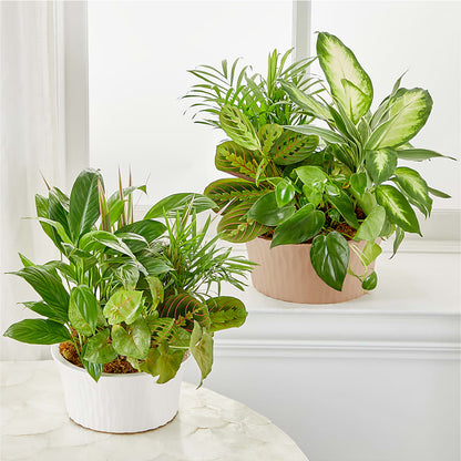 Balance & Harmony Dishgarden –  Tri-city Florist, Vista CA
