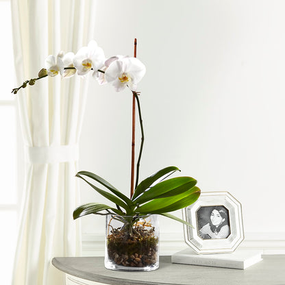 White Orchid Planter –  Tri-city Florist, Vista CA