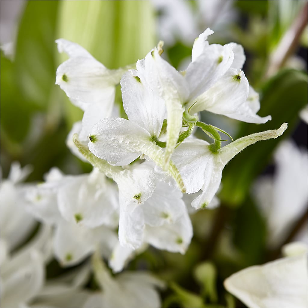 Classic Ivory – A Florist Original –  Tri-city Florist, Vista CA